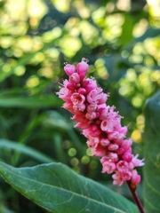 Persicaria amphibia