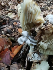 Asterophora parasitica