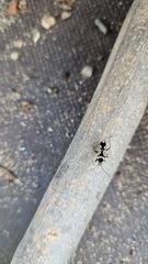 Raglius confusus