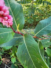 Persicaria amphibia