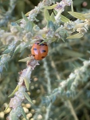 Coccinella transversoguttata