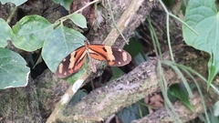 Mechanitis lysimnia nesaea