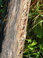 Peniophora albobadia