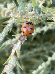 Coccinella transversoguttata