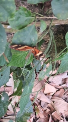 Mechanitis lysimnia nesaea