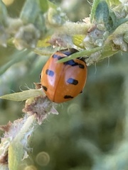 Coccinella transversoguttata