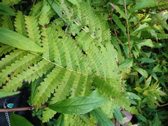Osmunda claytoniana