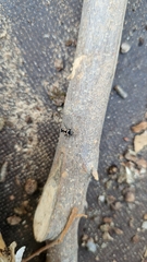 Raglius confusus