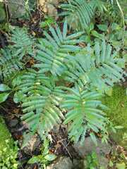 Pentaclethra macroloba