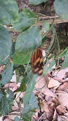 Mechanitis lysimnia nesaea