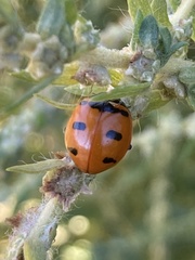 Coccinella transversoguttata