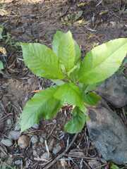 Melicytus ramiflorus
