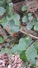 Mechanitis lysimnia nesaea