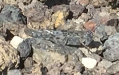 Sphingonotus rubescens