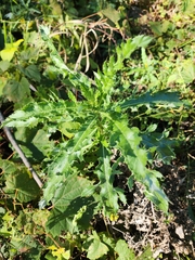 Cirsium arvense
