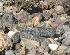 Sphingonotus rubescens