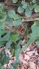 Mechanitis lysimnia nesaea