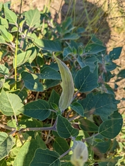 Datura