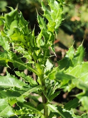Cirsium arvense