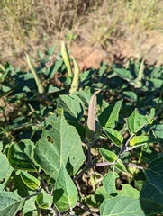Datura