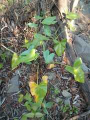 Xanthosoma robustum