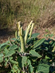 Datura