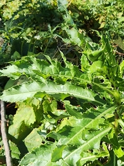 Cirsium arvense