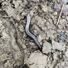 Desmognathus ochrophaeus