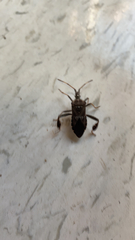 Leptoglossus corculus