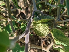 Datura