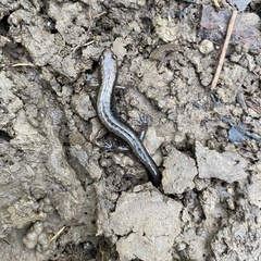 Desmognathus ochrophaeus