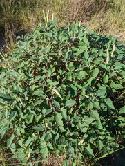 Datura