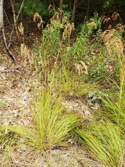 Scirpus pedicellatus