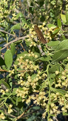 Panoquina ocola