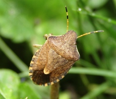 Peribalus strictus vernalis