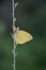 Eurema mandarina
