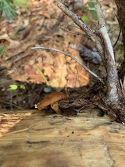Cortinarius semisanguineus