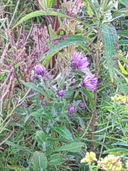 Symphyotrichum novae-angliae