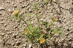 Portulaca suffrutescens