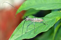 Macrochenus isabellinus