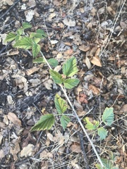 Rubus ursinus