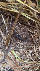 Vaejovis carolinianus