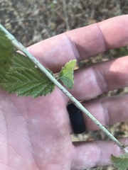 Rubus ursinus