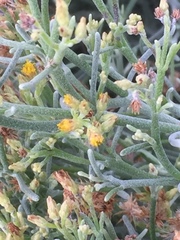 Artemisia thuscula