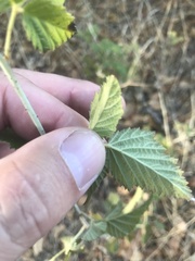 Rubus ursinus