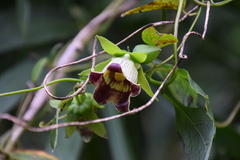 Codonopsis lanceolata