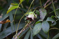 Codonopsis lanceolata