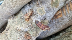 Lymantria dispar