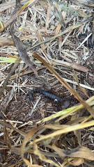 Vaejovis carolinianus