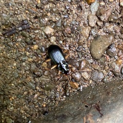 Nebria lacustris